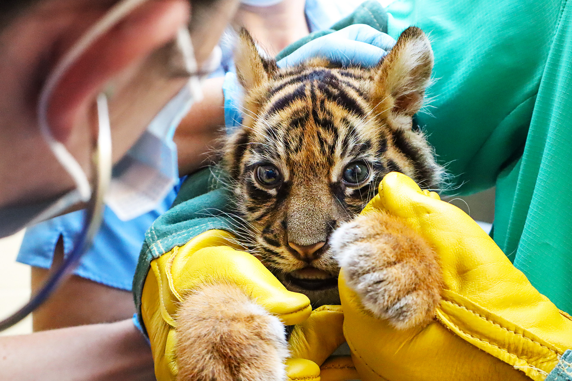 A small tiger cub is held gently by a gloved zookeeper during a health check.