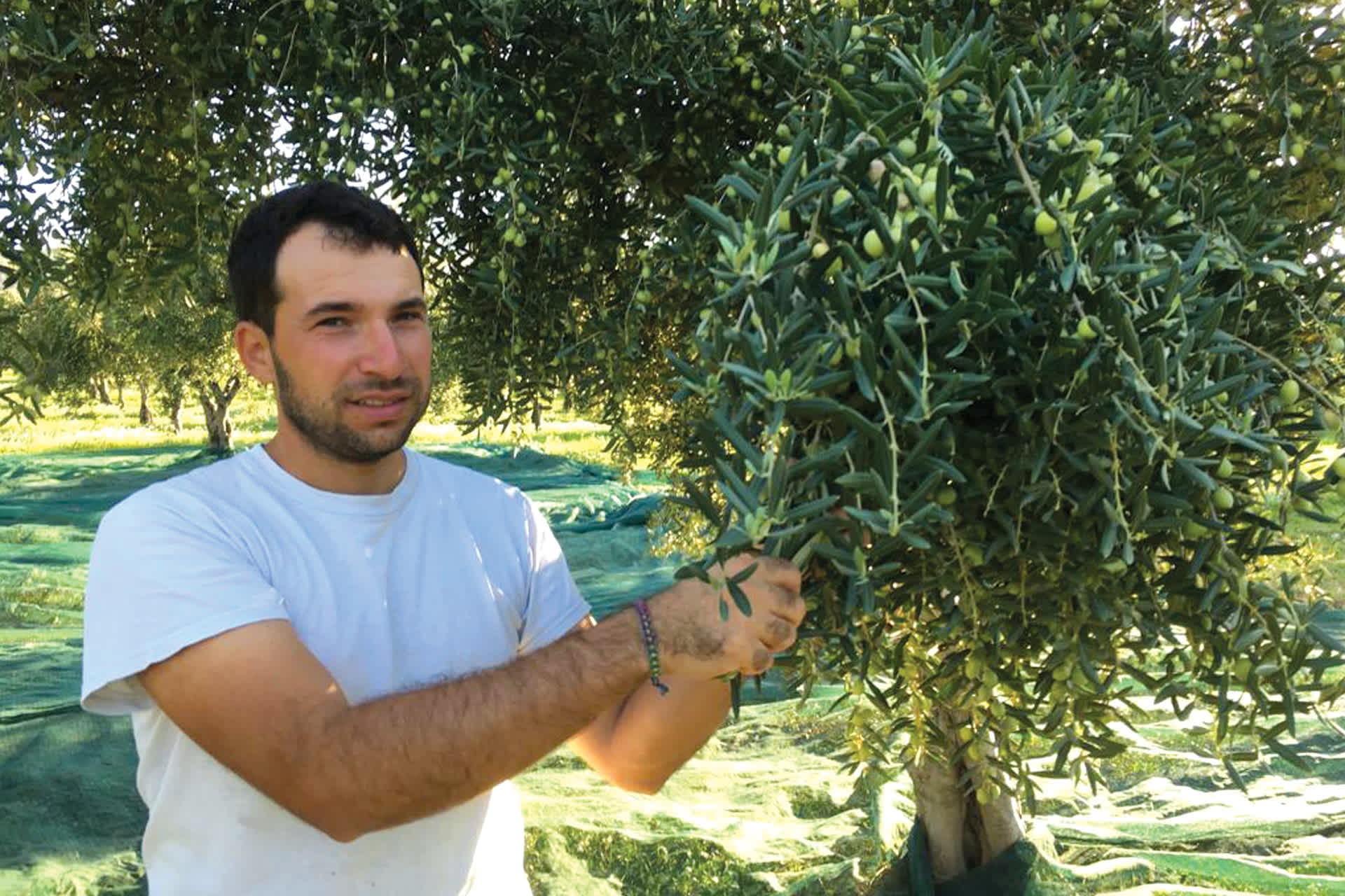 a man in a white shirt picks olives from a tree
