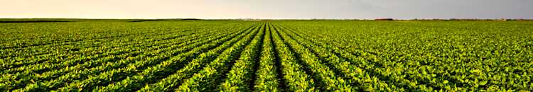 A field of crops stretching to the horizon