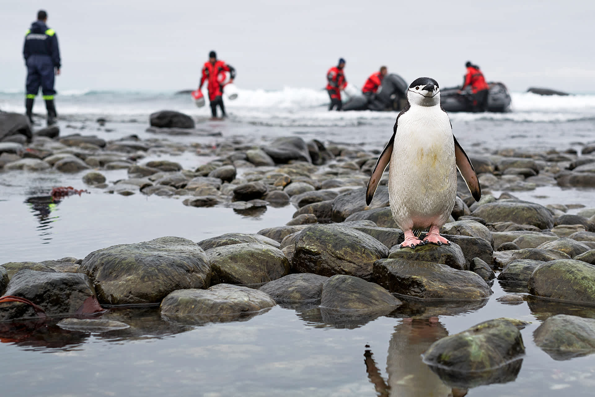 An chinstrap penguin stands on rocks on an island in the Antarctic. Scientists work with equipment in the background.