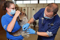 A zoo caretaker holds a sloth while it gets a shot