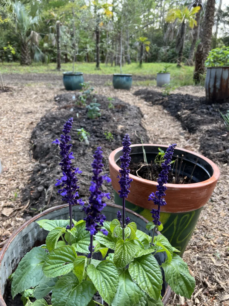 early garden