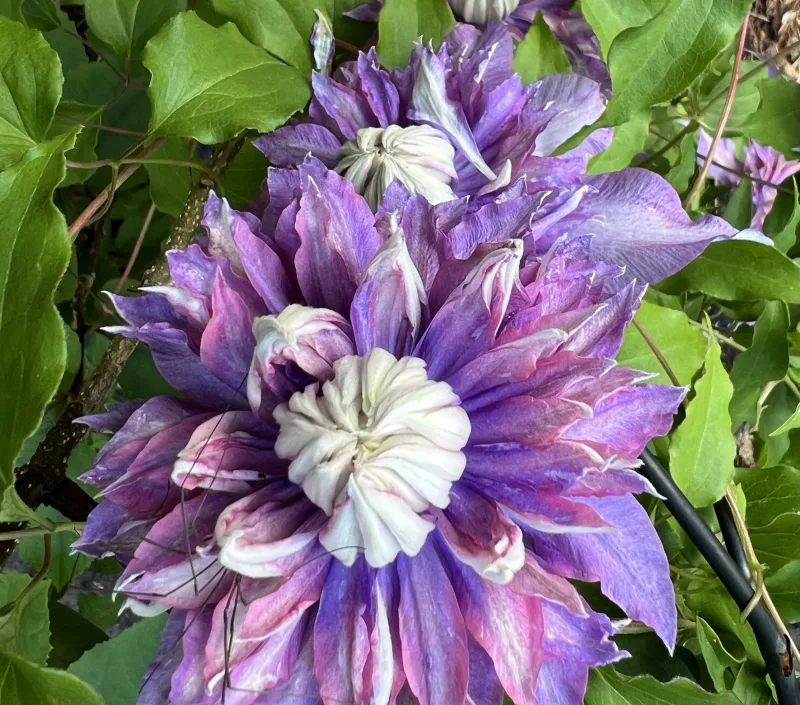 clematis