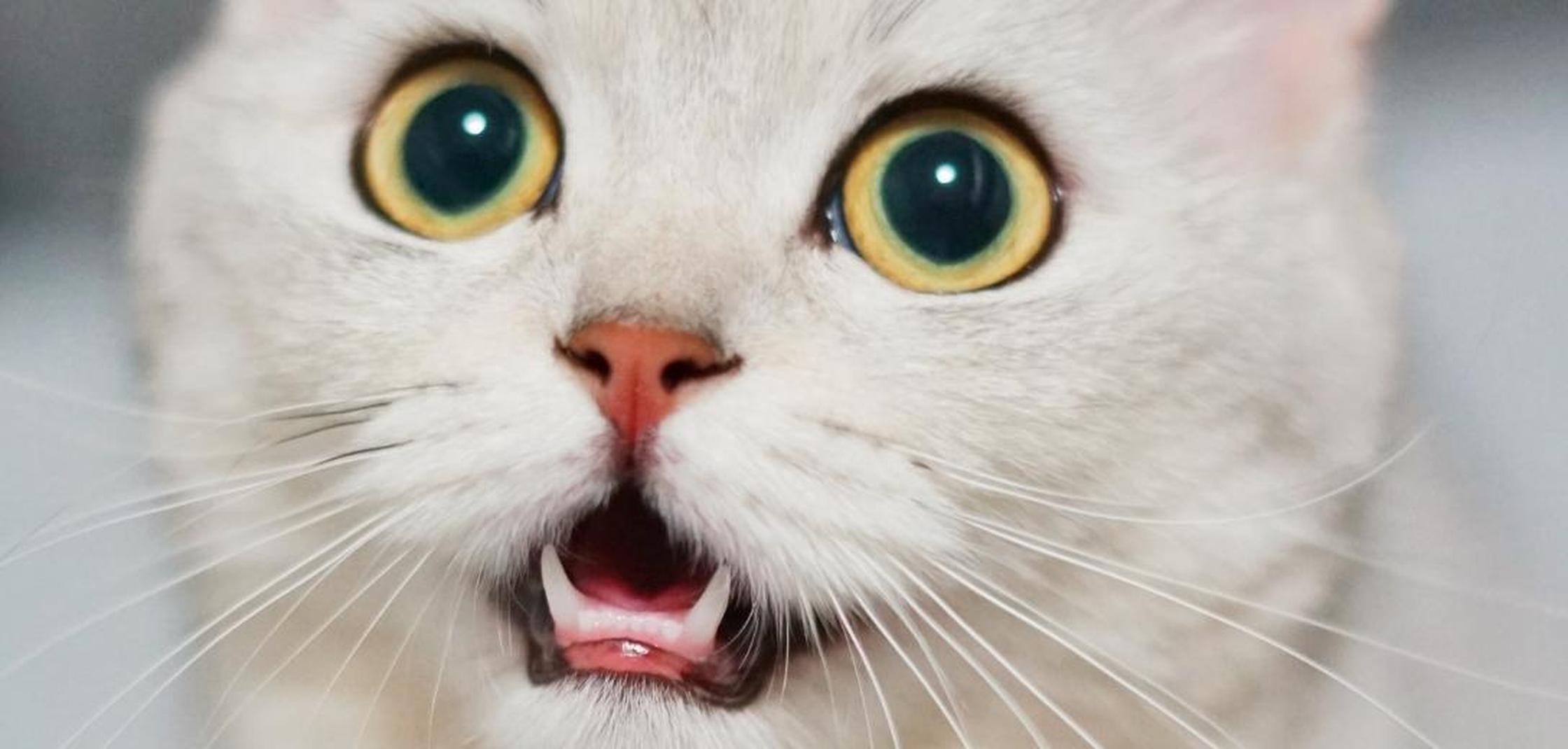 Eine überraschte Katze