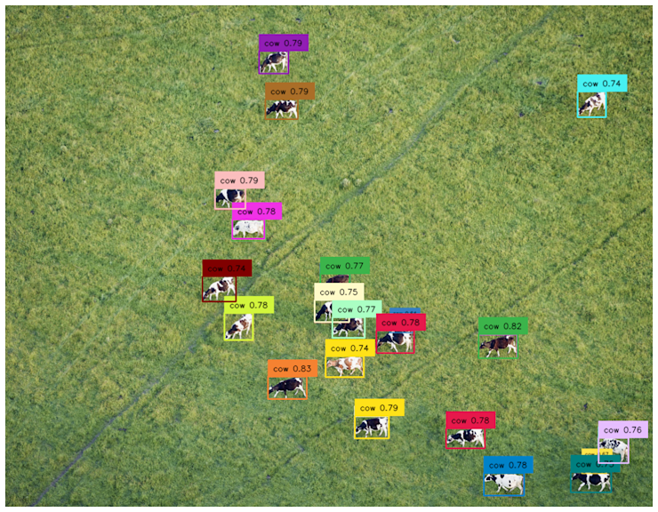 cows image recognition