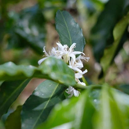 coffee tree flowering