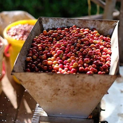 depulping coffee cherries