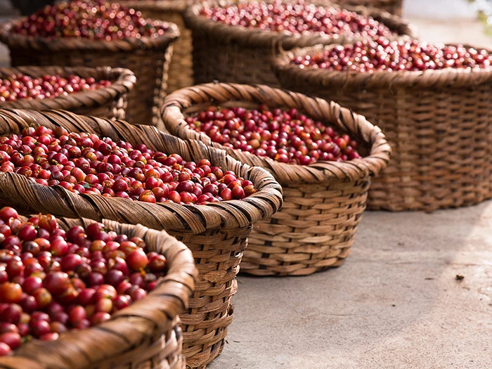 Red coffee beans