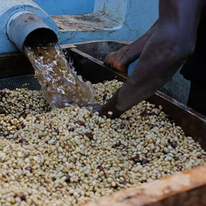 washing coffee beans after fermentation