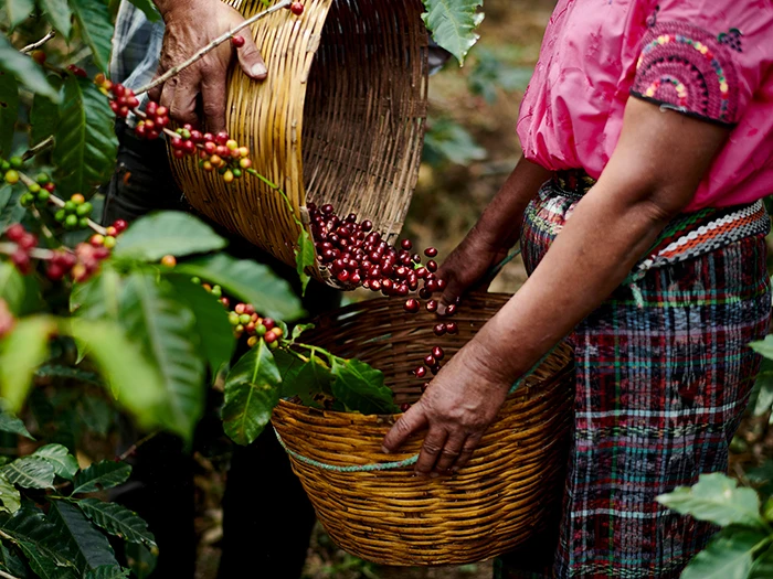 Red coffee beans