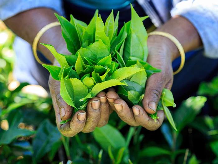 Primordial plant, tea