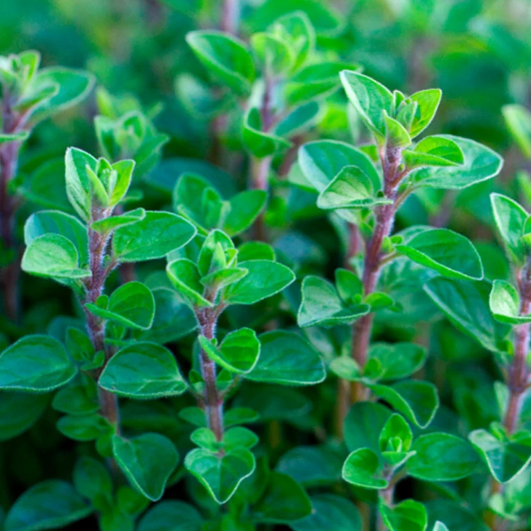 Oregano Growing 1x1