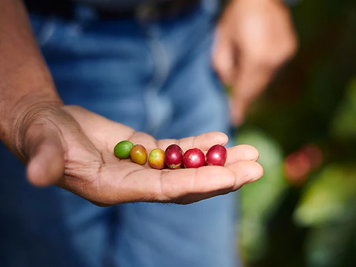 Hand with freshly harvested coffee beans