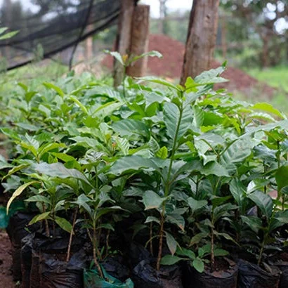 coffee trees in a nursery