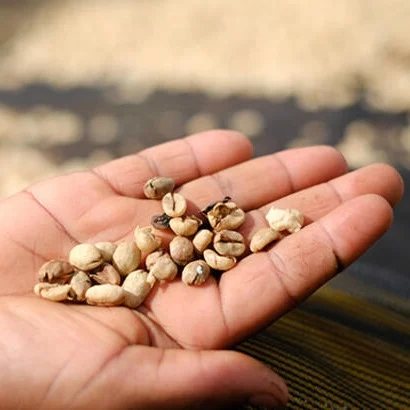 coffee beans dried