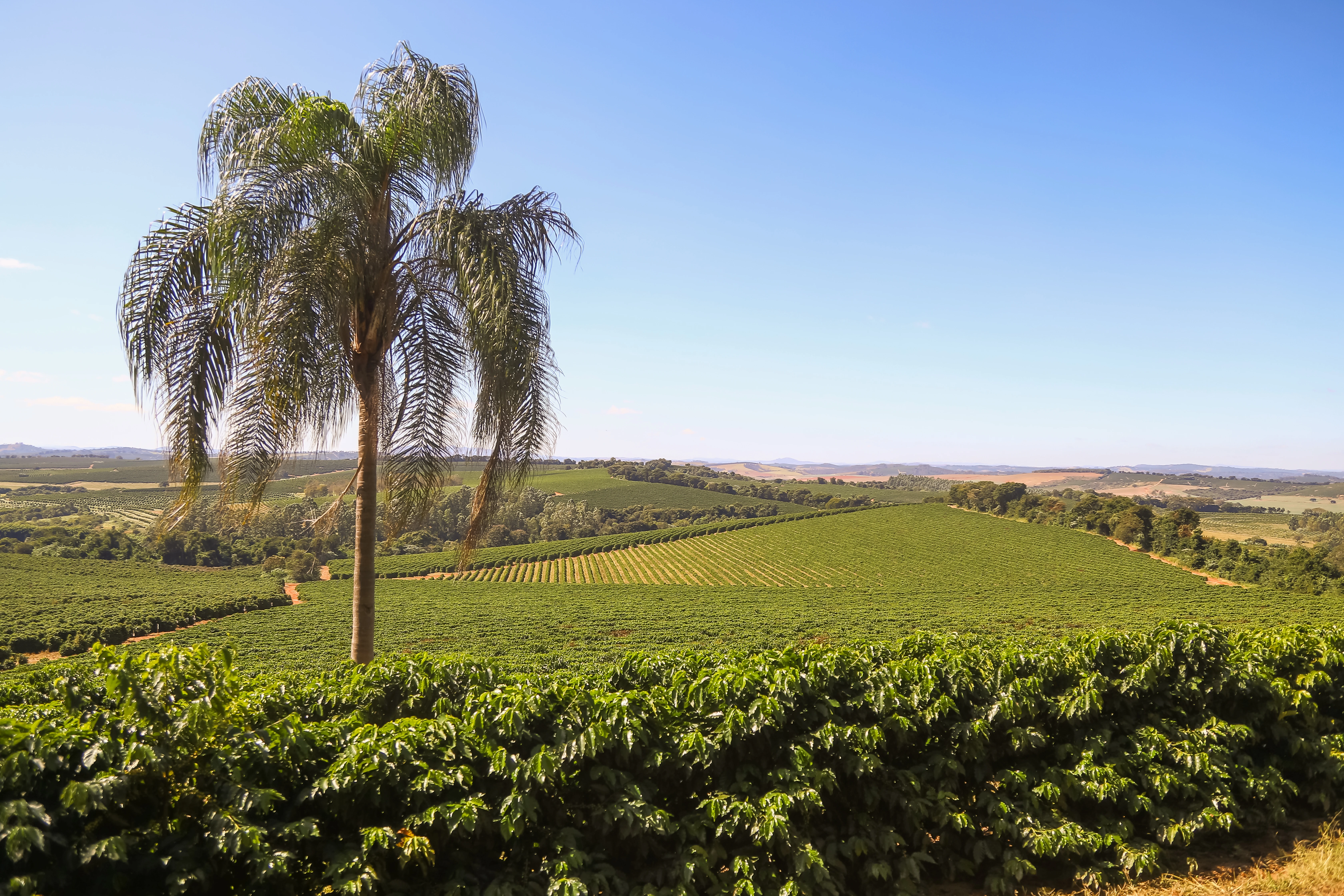 coffee farm in Brazil