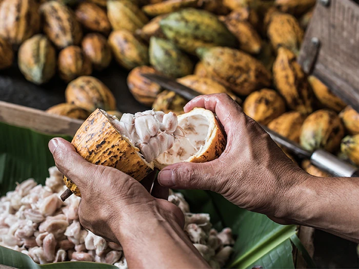 Cacao fruit