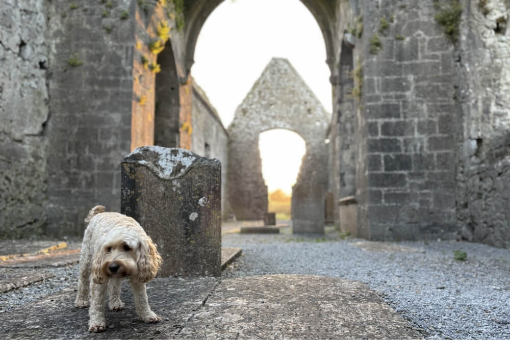 バディー散歩の写真｜アイルランド語学研修2025｜ホームステイ in クレア