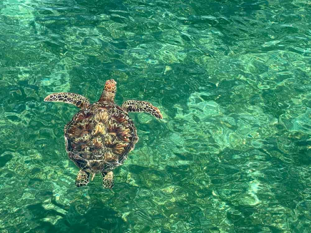 オーストラリアワーホリ体験談｜オーストラリアを選んだ理由とその経緯