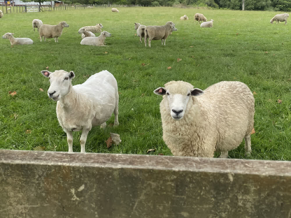英語が話せない状態での渡航、それでも行って良かった!|ニュージーランドワーホリ体験談