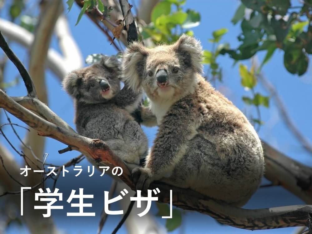 オーストラリアの学生ビザでバイトができる？申請方法や条件は？