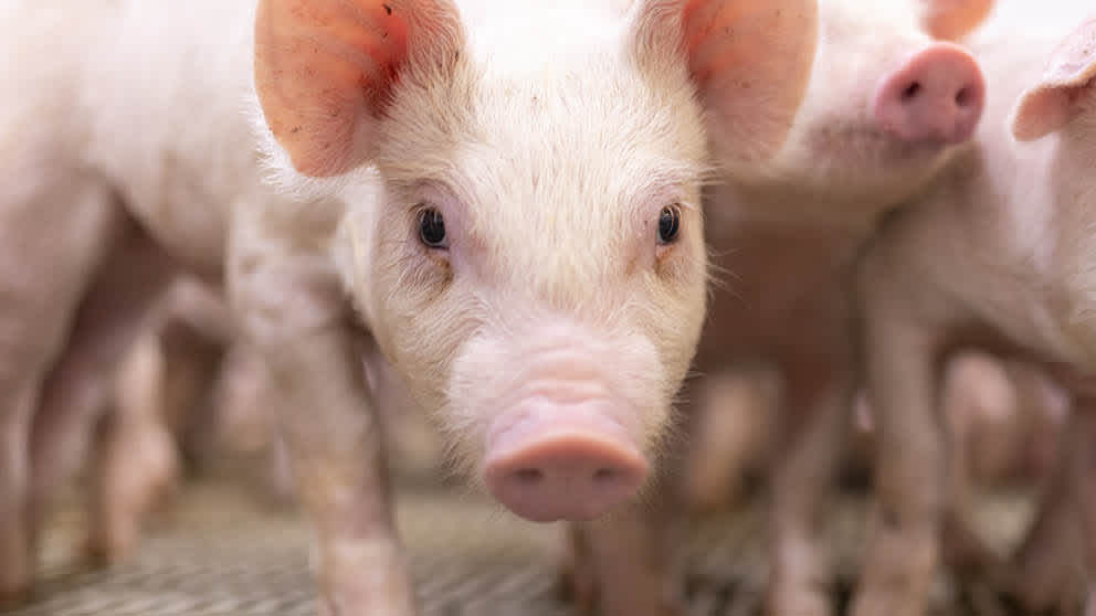 Canadian Hogs 5.5 min read