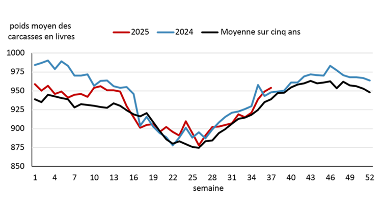 Graphique linéaire hebdomadaire illustrant la tendance du poids des carcasses de bouvillons, qui demeure supérieure à la moyenne sur cinq ans