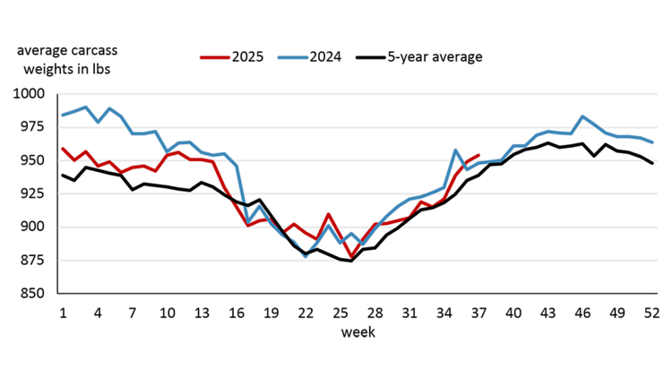 A weekly line chart illustrating steer carcass weights continue to trend above the five-year average