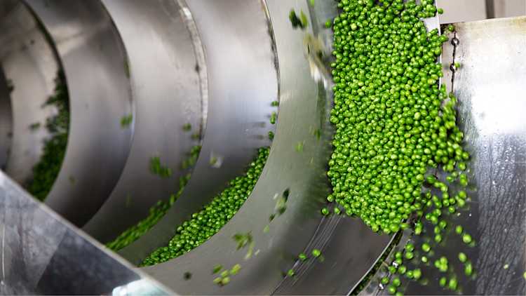 Étape de la production de petits pois dans une conserverie. Le convoyeur est en mouvement.