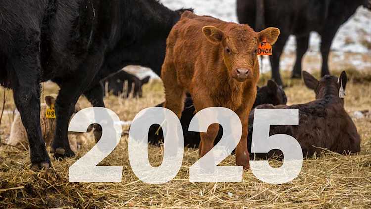Bétail sur paille avec « 2025 » dans le texte.