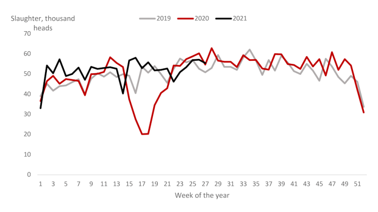 Chart showing cattle slaughter in the West is following recent trends but may increase with early marketing.
