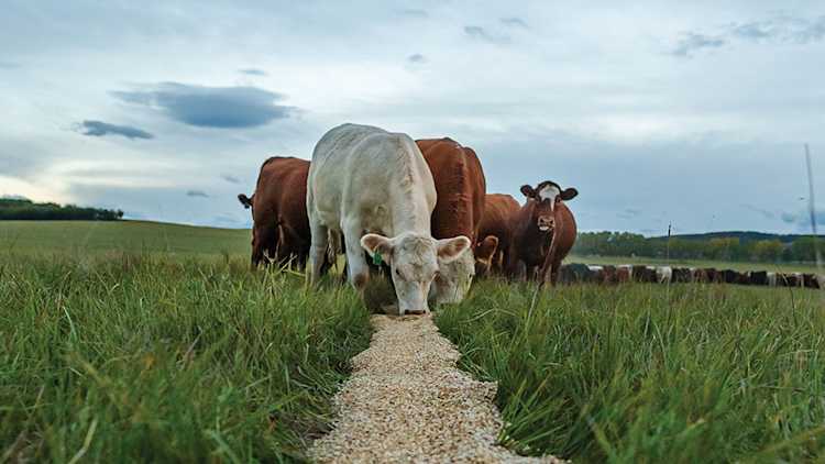 Cattle are being fed grain while out on pasture