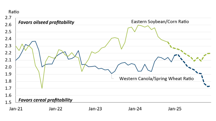 A line chart showing observed price ratio for Eastern Canadian soybean divided by corn and Western Canadian canola divided by spring wheat between January 2021 and December 2024, and forecast prices up to December 2025.