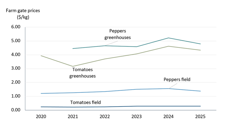 Line chart comparing farm-gate prices for greenhouse and field tomatoes and peppers from 2020 to 2025. Greenhouse prices are generally higher than field prices, especially for peppers, highlighting the higher-value nature of greenhouse production.