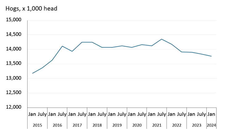 A line chart showing Canada’s hog inventories between January 2015 and January 2024