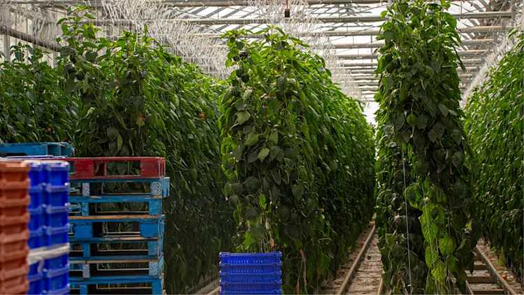 Vegetable plants arranged in rows in an indoor growing facility.