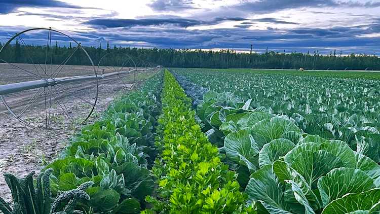 Cultures irriguées de chou frisé, de céleri et de chou