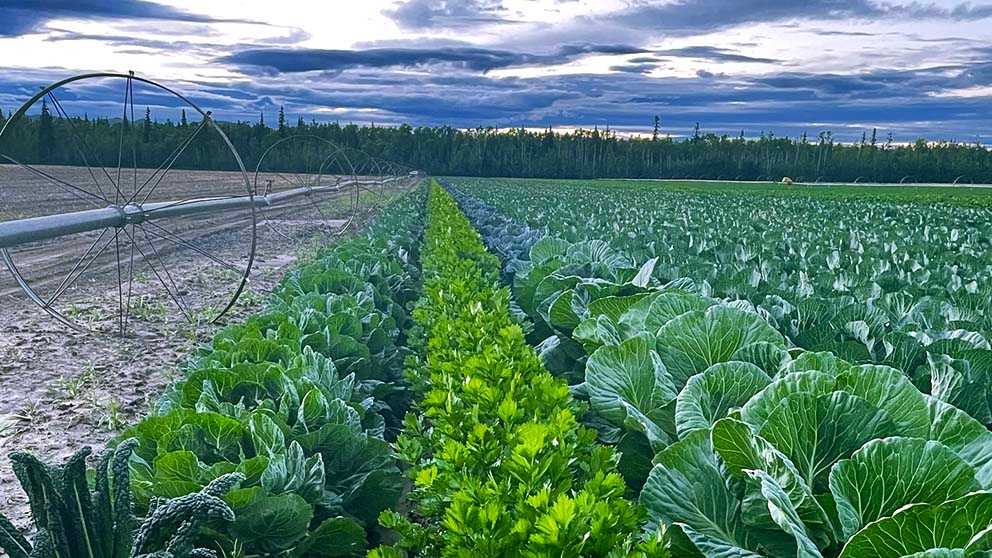 Photo taken by Robert McDonald