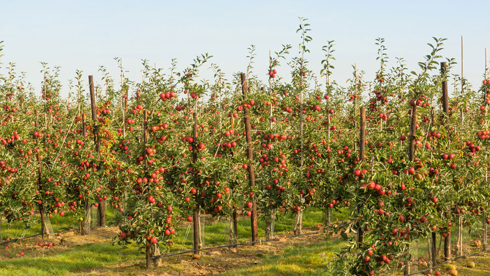 econ-fruit-trees.jpg