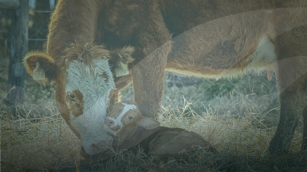 Canadian Roundtable for Sustainable Beef (CRSB)