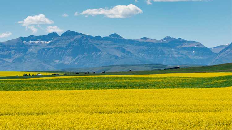 Champ de canola en fleurs devant une chaîne de montagnes.