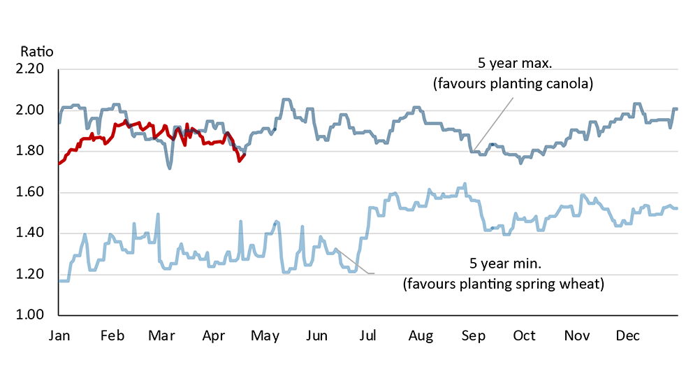 The line chart shows the canola-to-spring wheat. It highlights when prices favour planting canola, compares today’s 2026 prices with the minimum and maximum ratios from the past five years.
