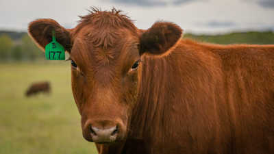 Du soutien pour les éleveurs de bovins