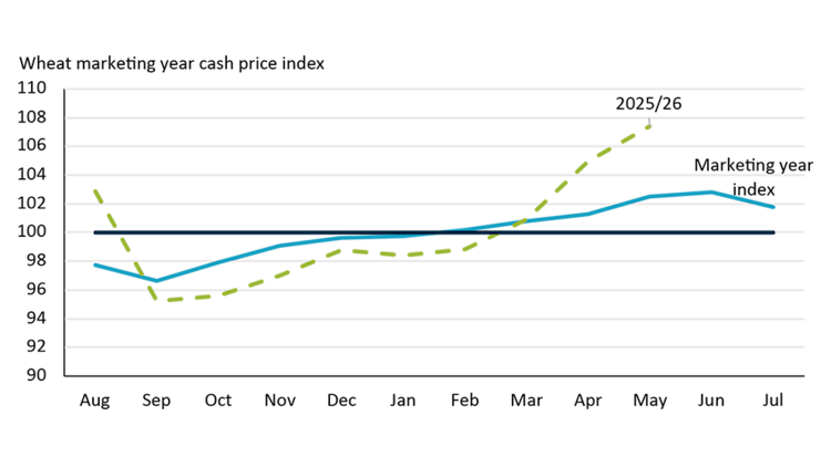 Line chart showing how wheat prices in Saskatchewan usually dip at harvest time in September before rising the rest of the year reaching a peak in June. 2025/26 marketing year somewhat matches the historical pattern.