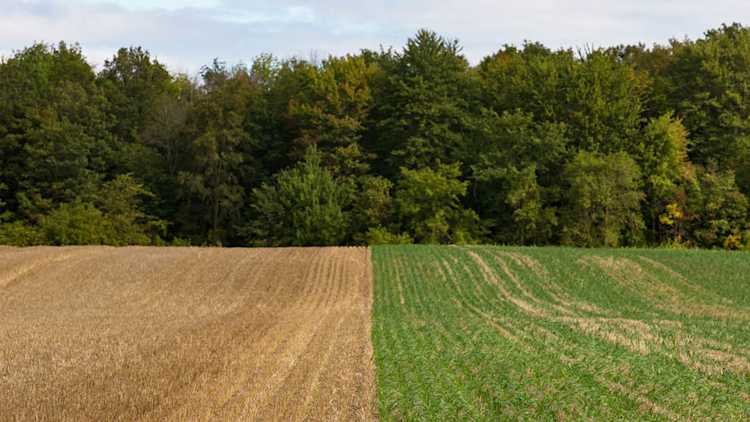 Deux champs avec une arborescence en arrière-plan
