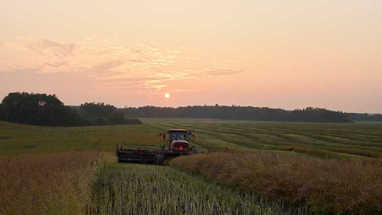 Combine harvester in a field at sunset.