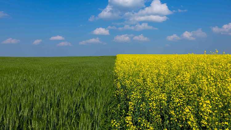 Image divisée montrant du blé en croissance à gauche et du canola en fleur à droite.
