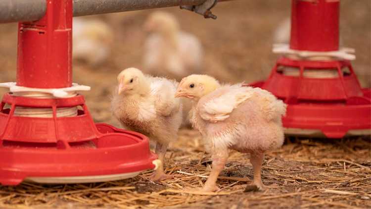 Quelques poussins dans un poulailler.