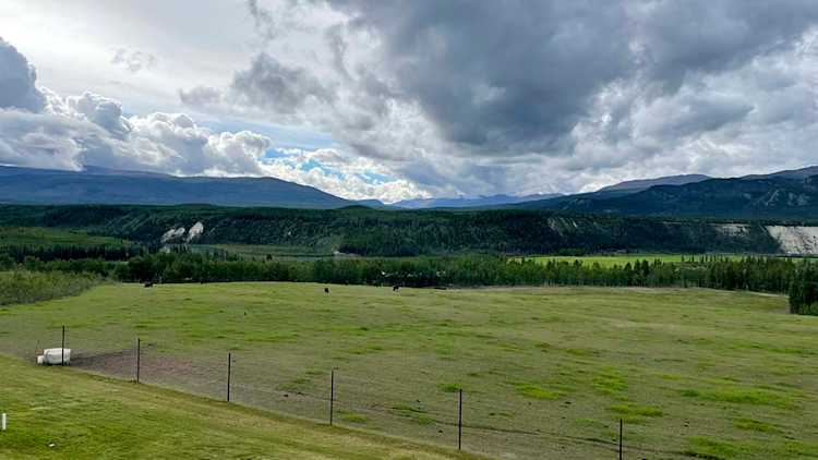 Pâturage de bisons le long de la rivière Takhini.
