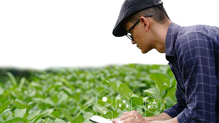 A farmer wearing glasses and a cap uses a tablet in a lush green crop field, with digital agricultural icons overlaid, representing smart farming technology.